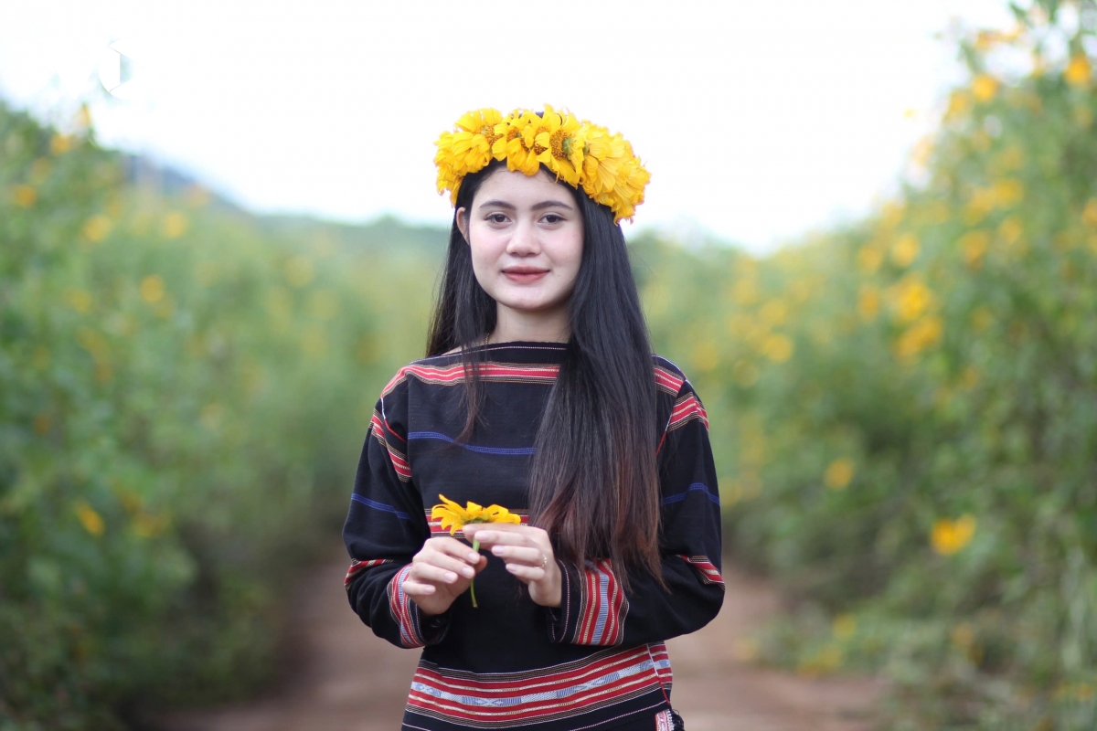 ngắm sắc vàng rực rỡ của dã quỳ chư Đang ya hình ảnh 4 ngam sac vang ruc ro cua da quy chu Dang ya hinh anh 4