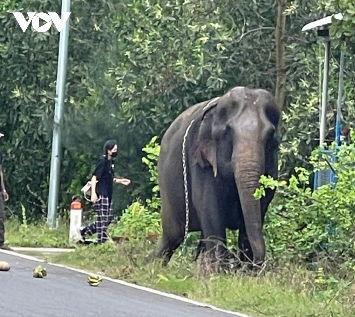 voi bất ngờ xuất hiện trên đường ở quảng nam hình ảnh 1 voi bat ngo xuat hien tren duong o quang nam hinh anh 1