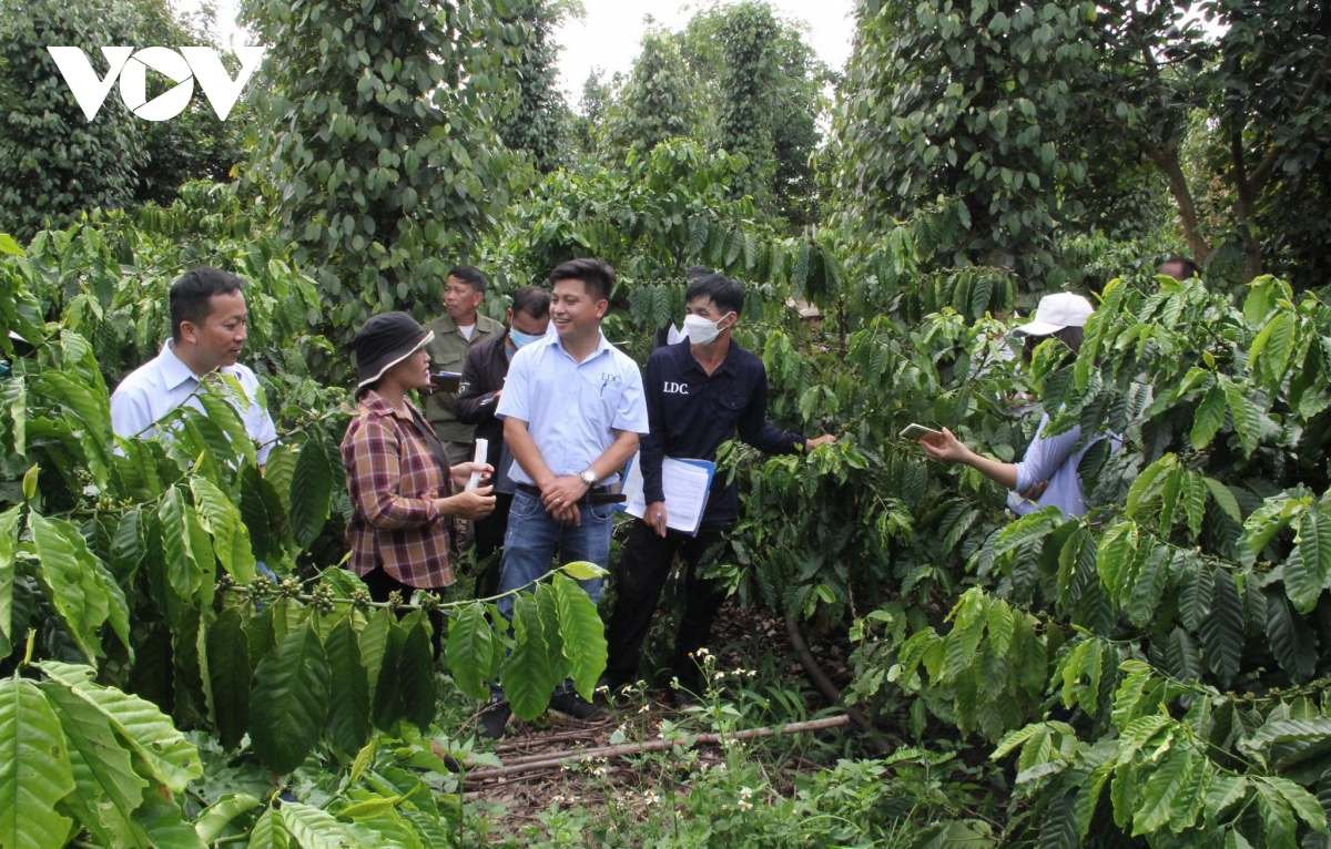 Đắk lắk nỗ lực trở thành điểm sáng trên thị trường carbon việt nam hình ảnh 1 Dak lak no luc tro thanh diem sang tren thi truong carbon viet nam hinh anh 1