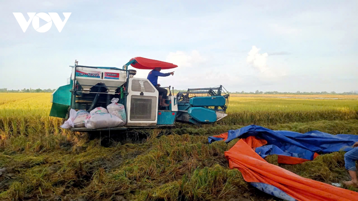 Đồng tháp triển khai cho vay để thực hiện Đề án 1 triệu ha lúa chất lượng cao hình ảnh 1 Dong thap trien khai cho vay de thuc hien De an 1 trieu ha lua chat luong cao hinh anh 1