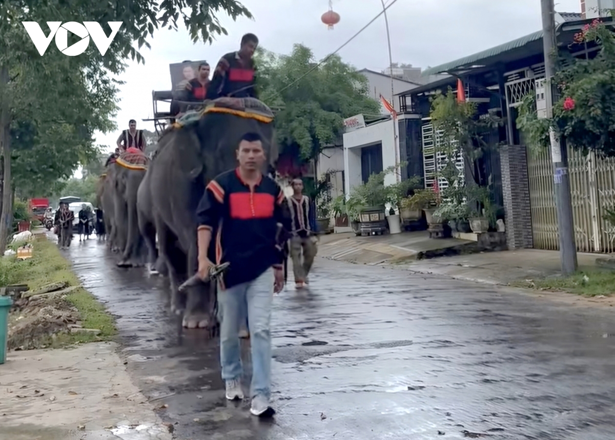 Đàn voi nhà ở Đắk lắk tiễn biệt vua voi tây nguyên hình ảnh 2 Dan voi nha o Dak lak tien biet vua voi tay nguyen hinh anh 2