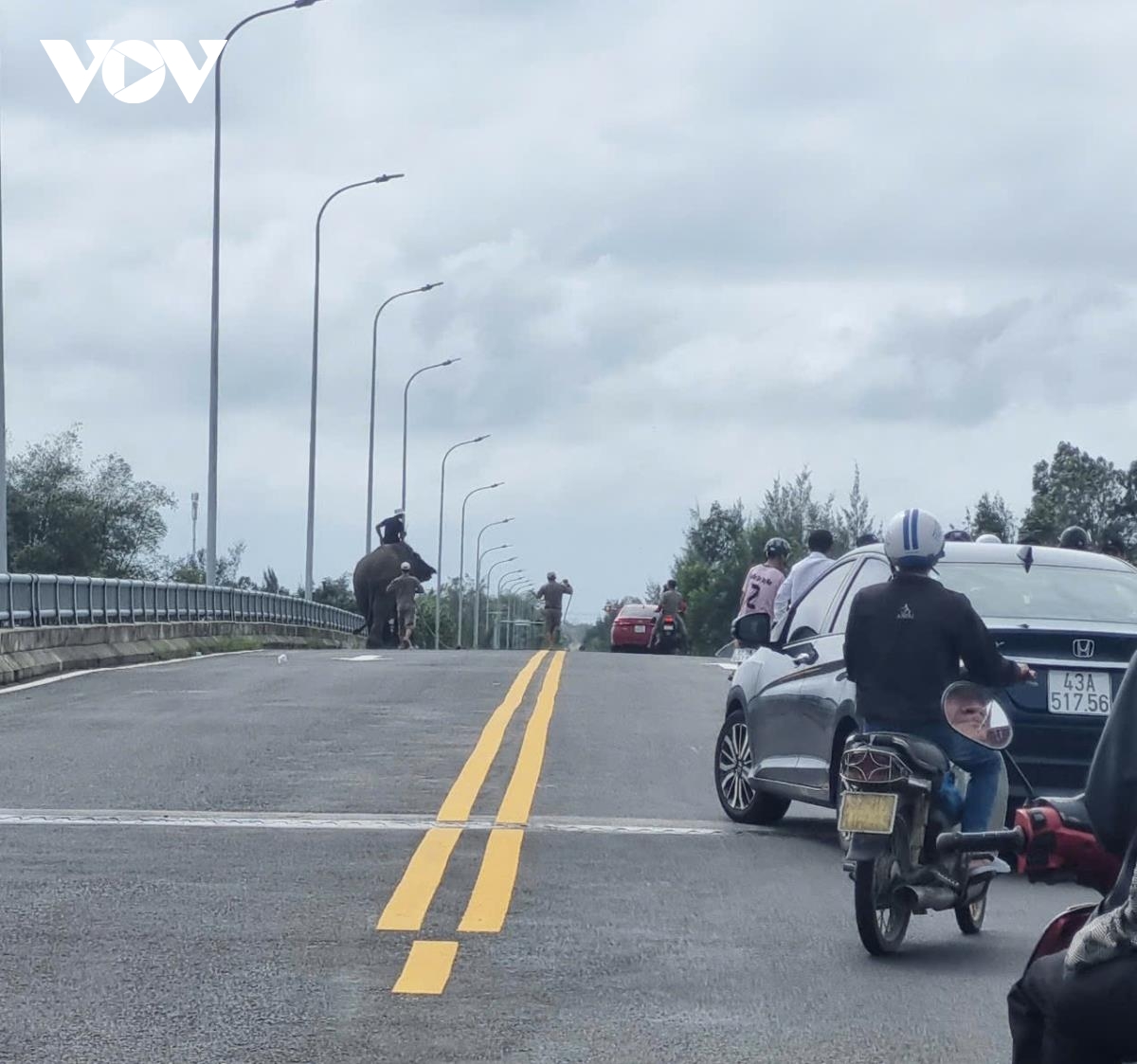 voi bất ngờ xuất hiện trên đường ở quảng nam hình ảnh 3 voi bat ngo xuat hien tren duong o quang nam hinh anh 3