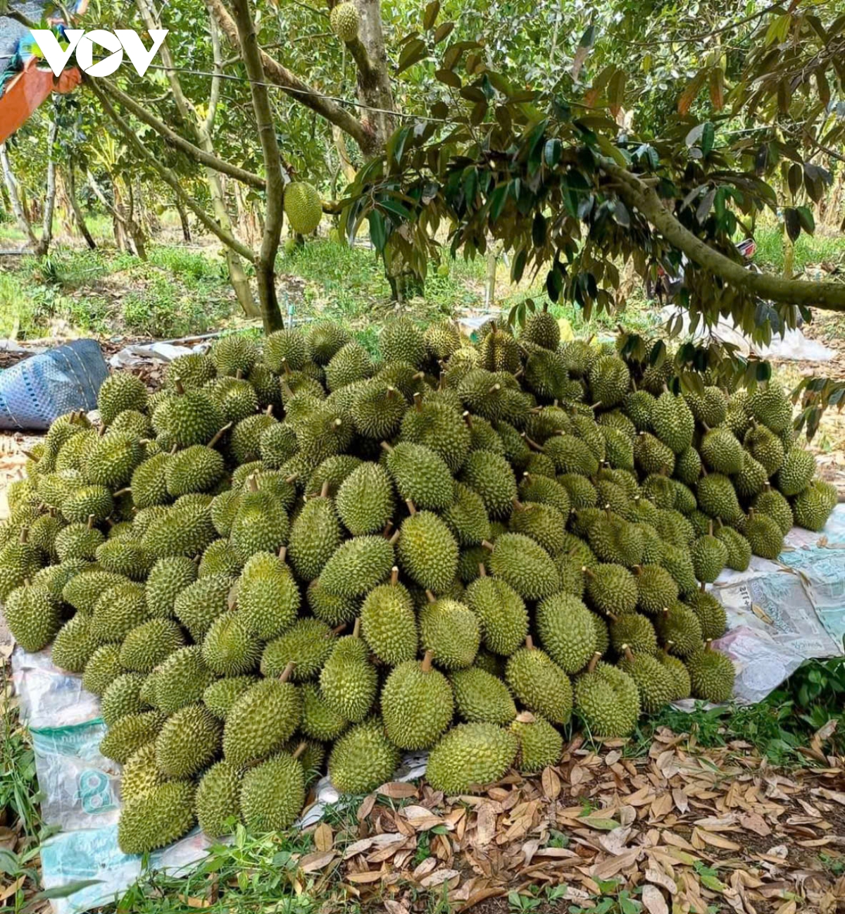 tiền giang Đầu vụ trái sầu riêng giá rất cao nhưng khan hàng hình ảnh 2 tien giang Dau vu trai sau rieng gia rat cao nhung khan hang hinh anh 2