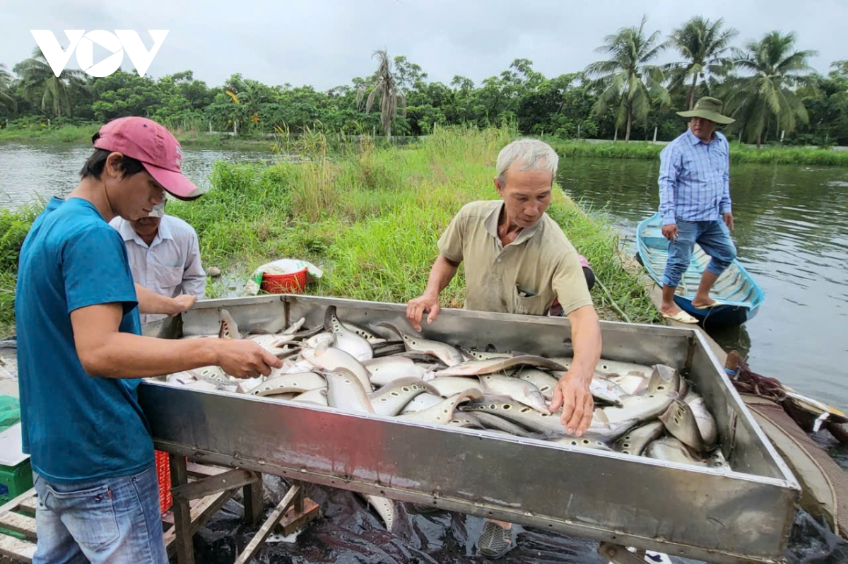 hơn 200ha diện tích nông sản ở hậu giang được cấp xác nhận an toàn thực phẩm hình ảnh 2 hon 200ha dien tich nong san o hau giang duoc cap xac nhan an toan thuc pham hinh anh 2