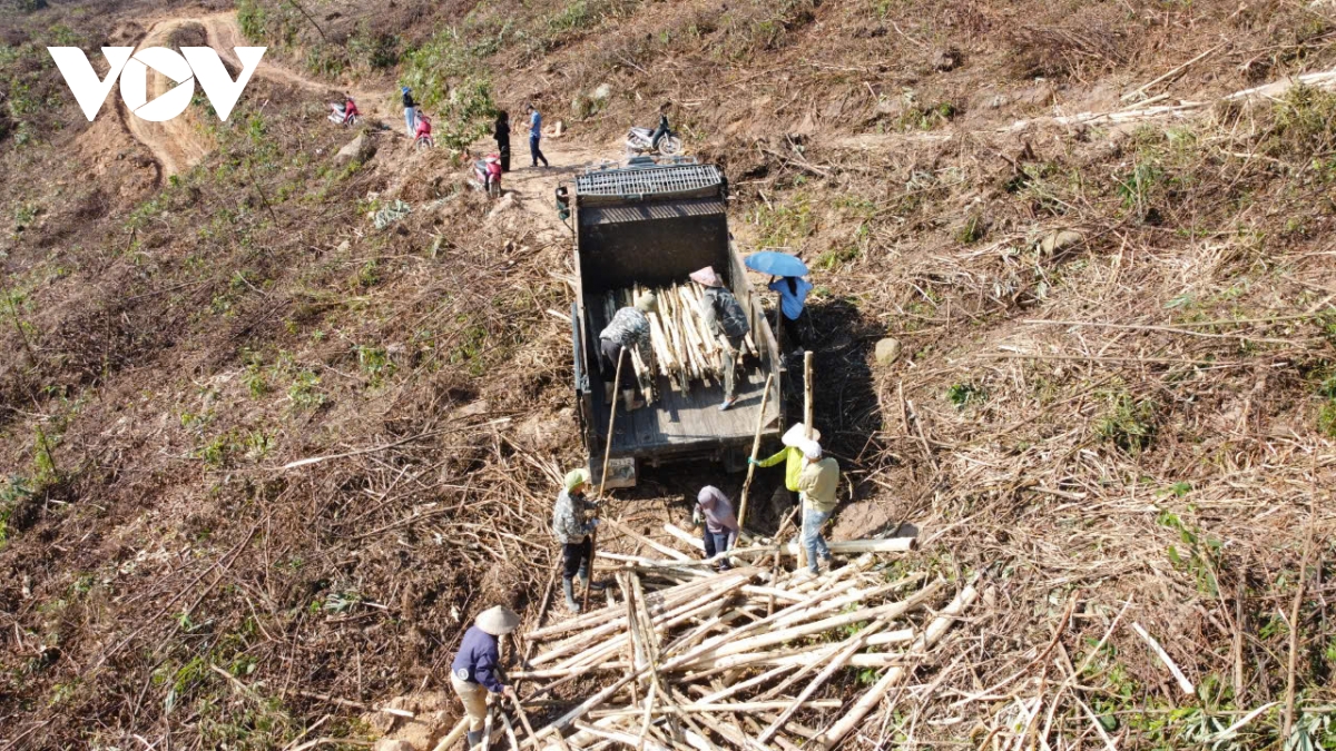 hon 9.000 nguoi vay von ngan hang csxh de khoi phuc san xuat sau bao so 3 o quang ninh hinh anh 1