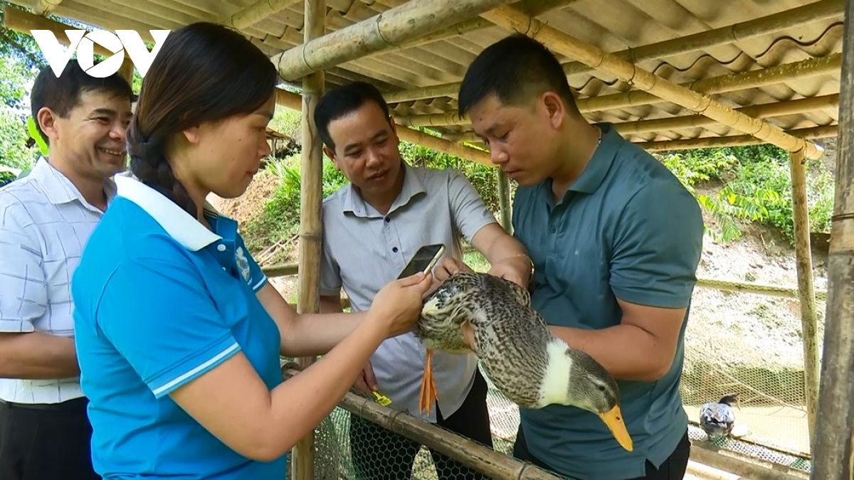 lần đầu tiên vịt bản ở sơn la được gắn tem truy xuất nguồn gốc hình ảnh 3 lan dau tien vit ban o son la duoc gan tem truy xuat nguon goc hinh anh 3