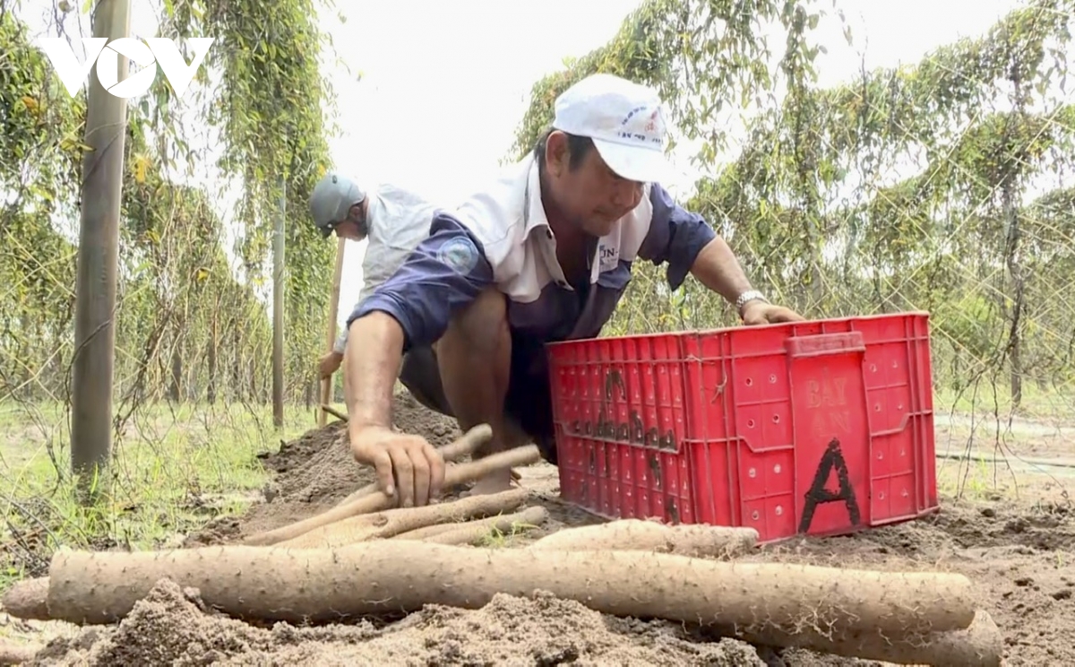 ba ria vung tau ho tro 10 mo hinh co gioi hoa nong nghiep hinh anh 2