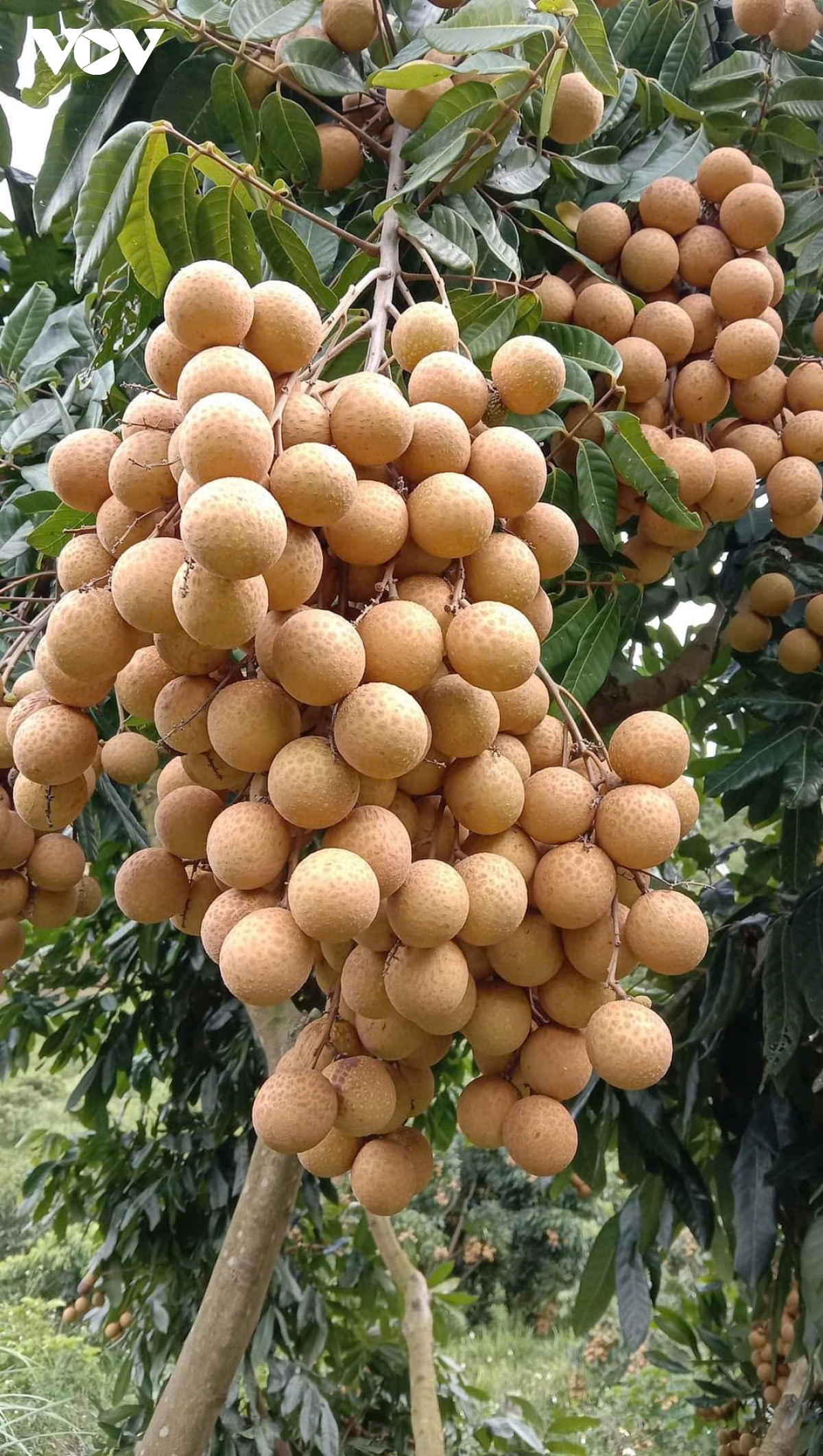 sông mã xoá nghèo từ trồng cây ăn quả hình ảnh 3 song ma xoa ngheo tu trong cay an qua hinh anh 3