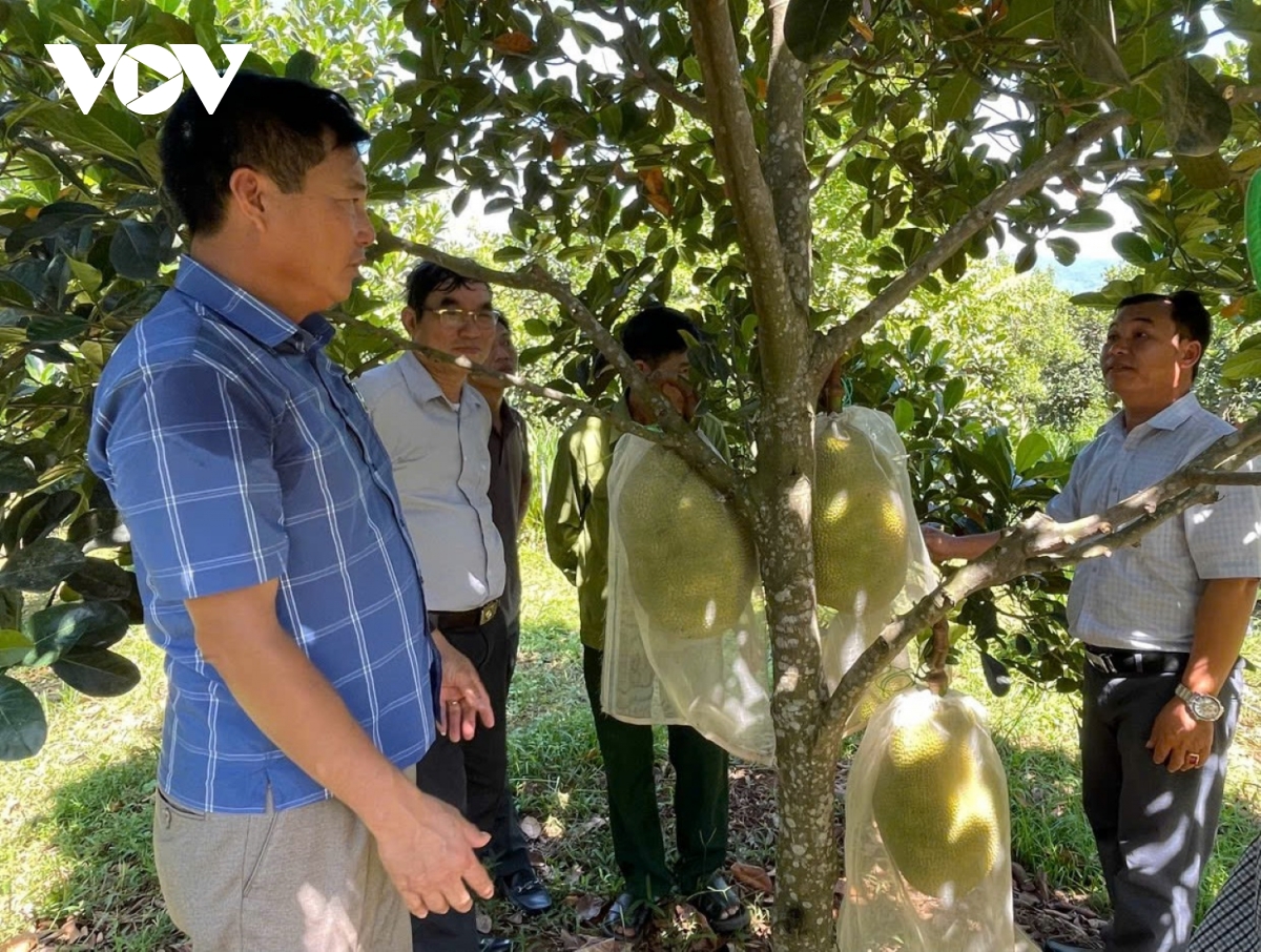 mô hình mít ruột đỏ giúp người dân miền núi thoát nghèo hình ảnh 3 mo hinh mit ruot do giup nguoi dan mien nui thoat ngheo hinh anh 3