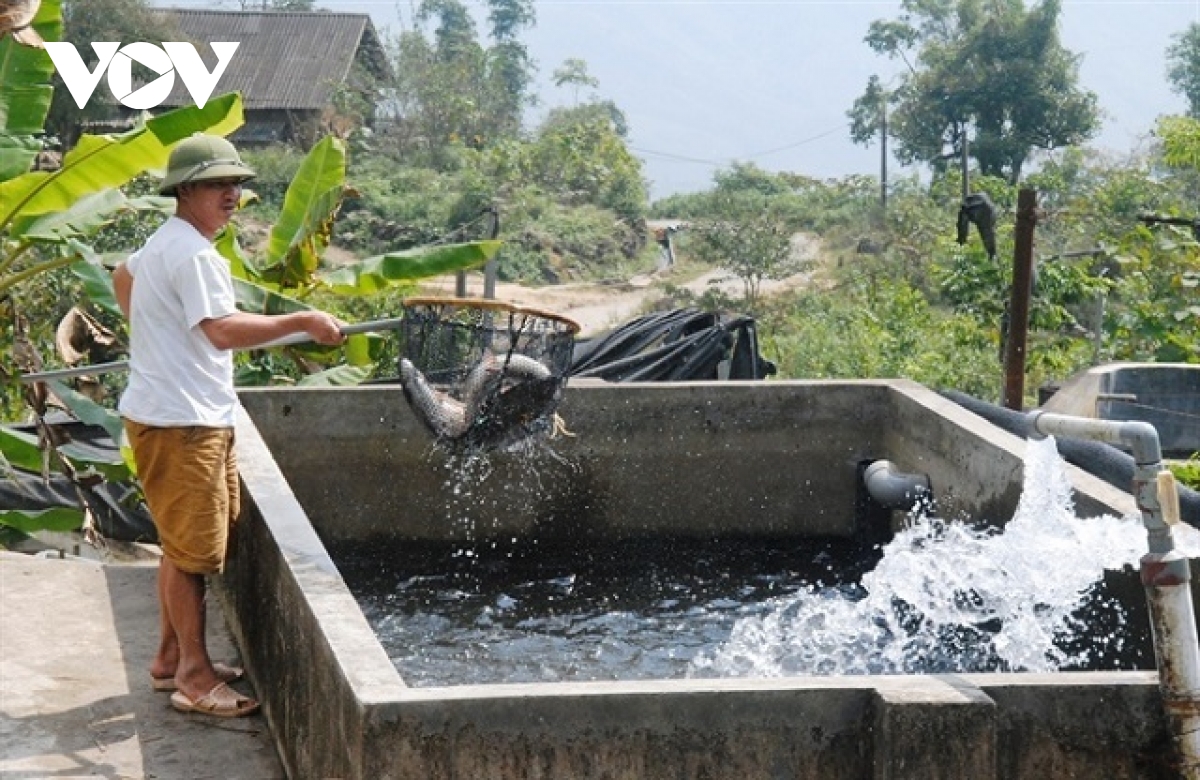 Hiệu quả kinh tế cao từ nghề nuôi cá nước lạnh