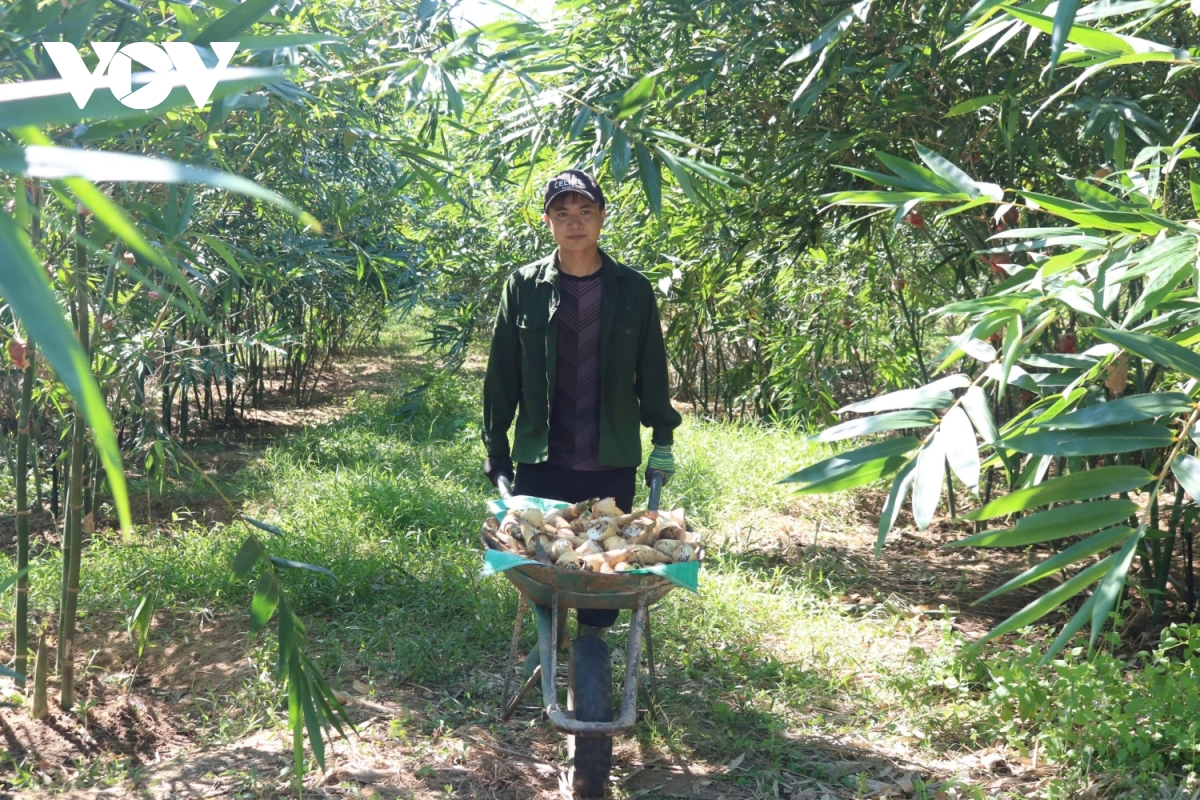 trồng tre lục trúc giúp giảm thiệt hại kinh tế do tác động của biến đổi khí hậu hình ảnh 1 trong tre luc truc giup giam thiet hai kinh te do tac dong cua bien doi khi hau hinh anh 1