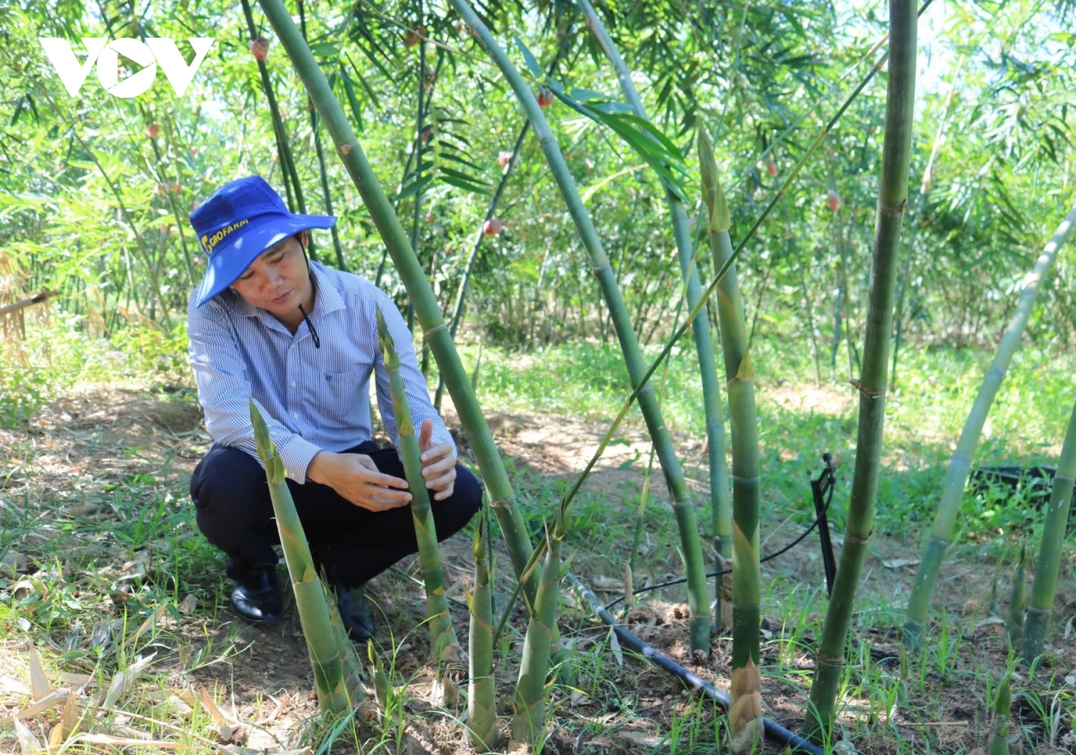 trồng tre lục trúc giúp giảm thiệt hại kinh tế do tác động của biến đổi khí hậu hình ảnh 2 trong tre luc truc giup giam thiet hai kinh te do tac dong cua bien doi khi hau hinh anh 2