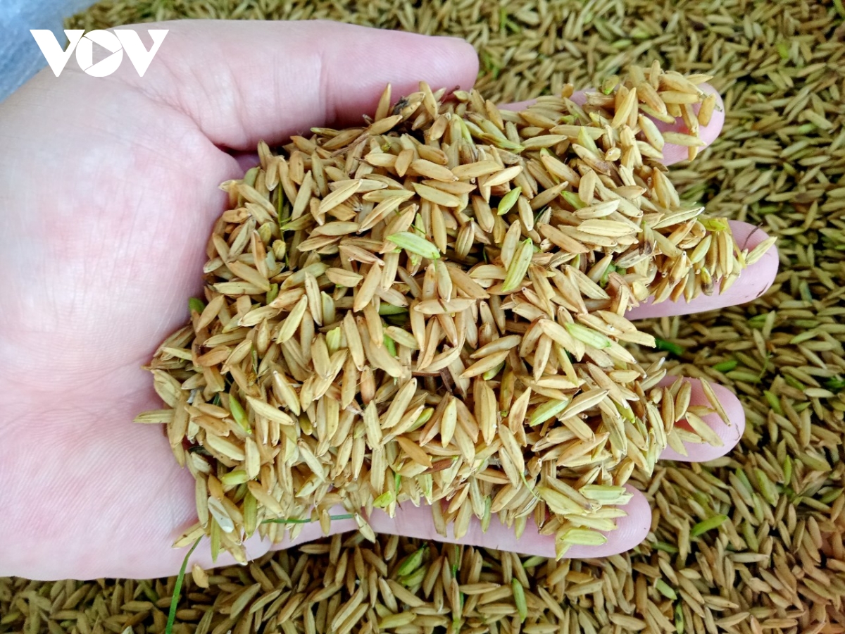 tạo thuận lợi để tiếp cận nguồn tín dụng trong đề án 1 triệu hecta lúa ở Đbscl hình ảnh 6 tao thuan loi de tiep can nguon tin dung trong de an 1 trieu hecta lua o Dbscl hinh anh 6