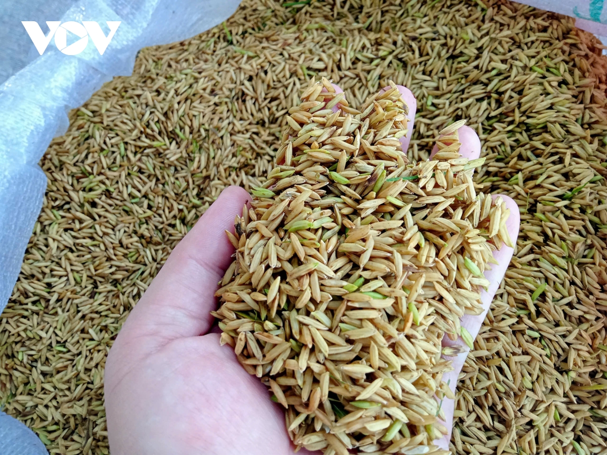 nông nghiệp minh bạch phải rõ từ việc sử dụng phân bón hình ảnh 5 nong nghiep minh bach phai ro tu viec su dung phan bon hinh anh 5