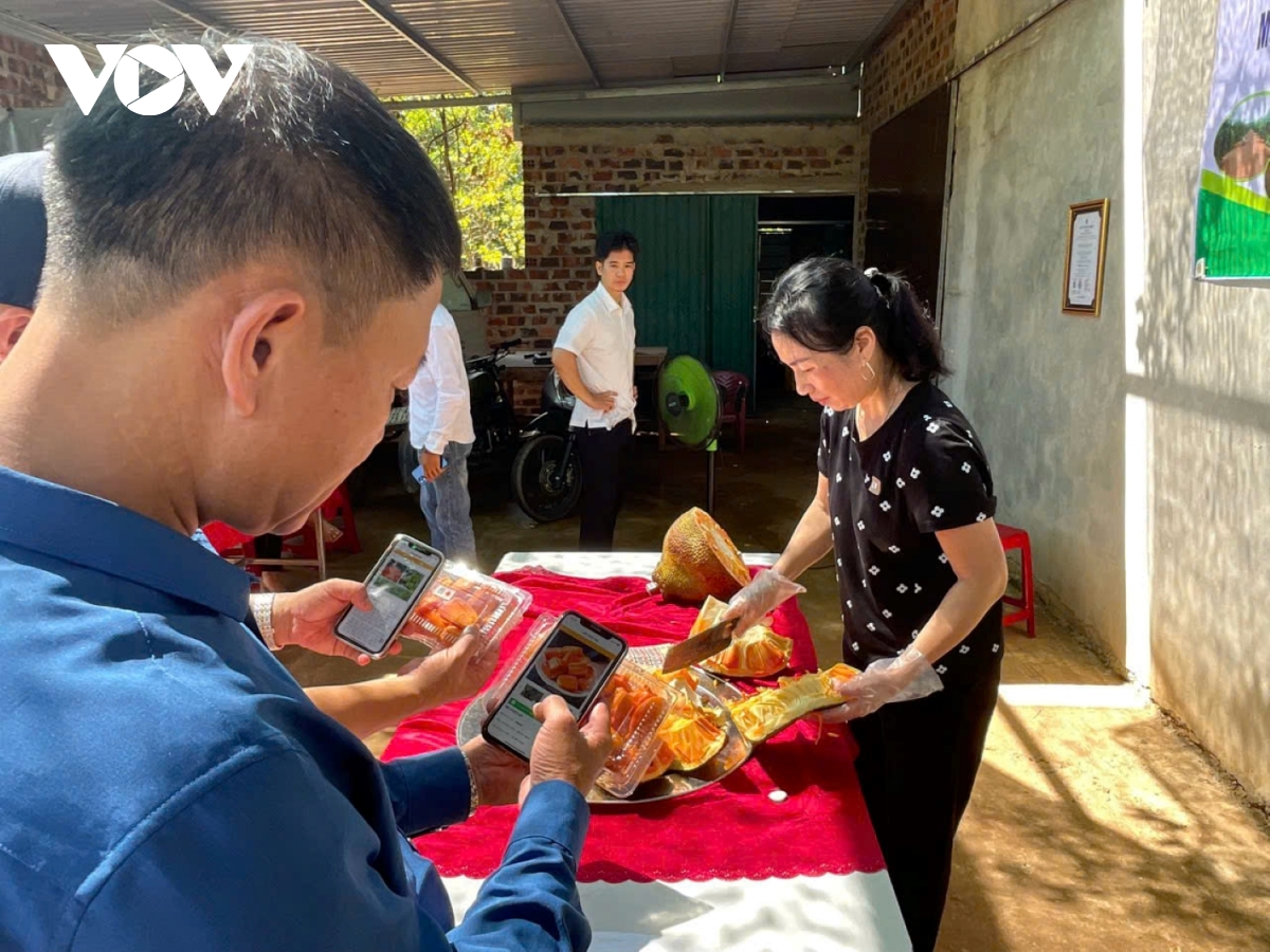mô hình mít ruột đỏ giúp người dân miền núi thoát nghèo hình ảnh 4 mo hinh mit ruot do giup nguoi dan mien nui thoat ngheo hinh anh 4