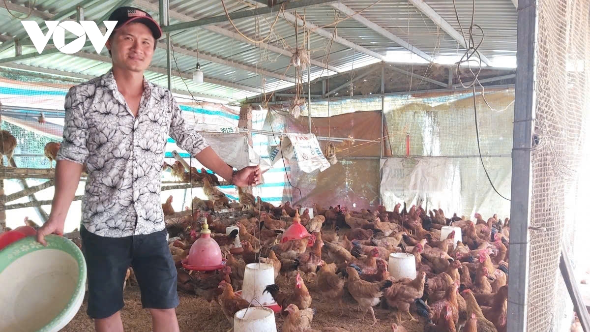 quảng nam tạo vốn cho nông dân làm kinh tế hình ảnh 1 quang nam tao von cho nong dan lam kinh te hinh anh 1