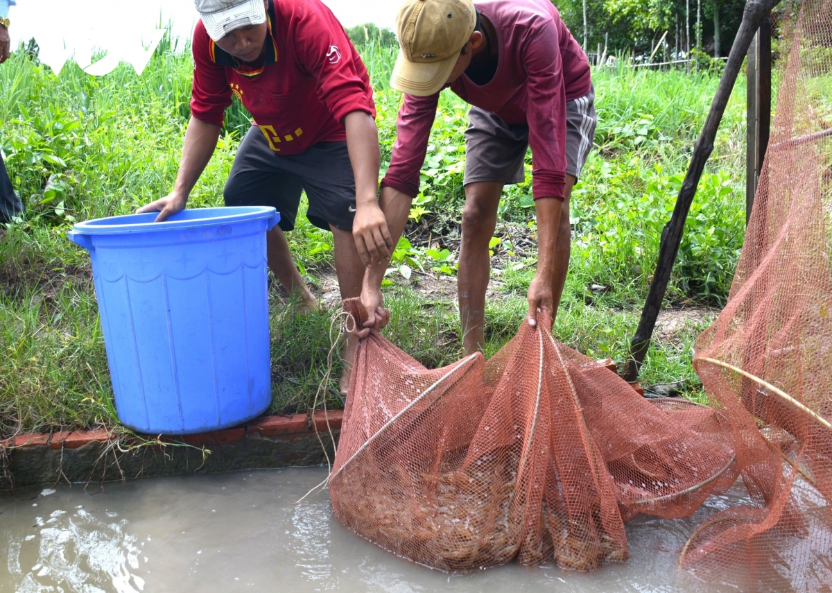 người nuôi tôm còn đối diện nhiều khó khăn hình ảnh 1 nguoi nuoi tom con doi dien nhieu kho khan hinh anh 1