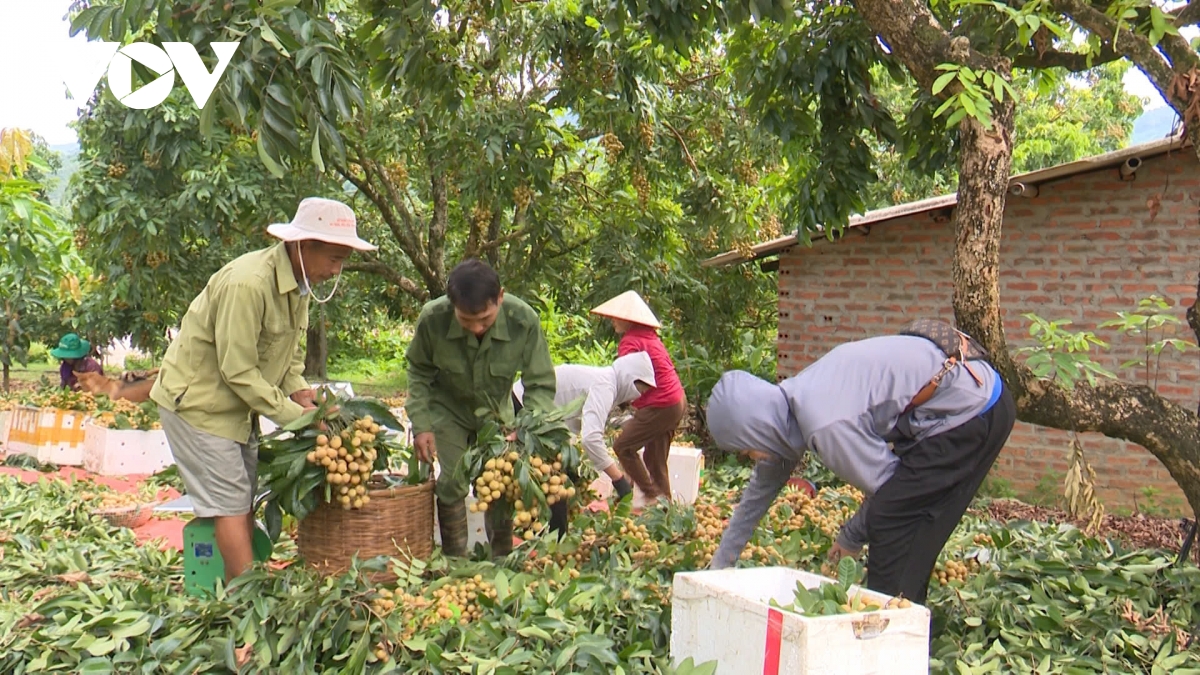 Sông Mã xoá nghèo từ trồng cây ăn quả