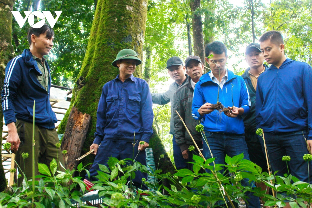 hiện thực hóa sâm ngọc linh thành thương hiệu sâm việt nam hình ảnh 11 hien thuc hoa sam ngoc linh thanh thuong hieu sam viet nam hinh anh 11