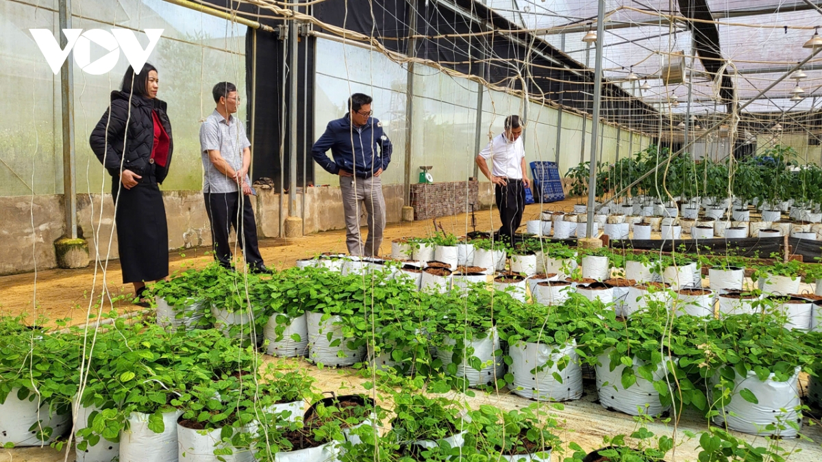 kon tum phát triển bền vững từ nông nghiệp công nghệ cao hình ảnh 1 kon tum phat trien ben vung tu nong nghiep cong nghe cao hinh anh 1