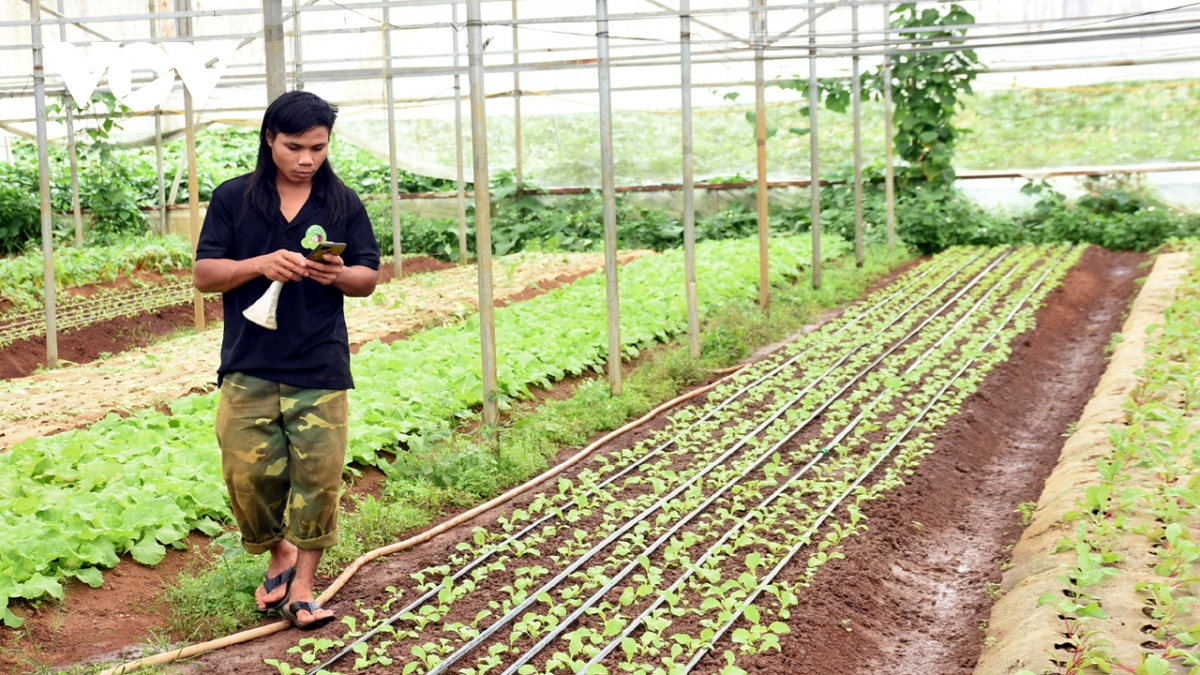 Kon Tum phát triển bền vững từ nông nghiệp công nghệ cao