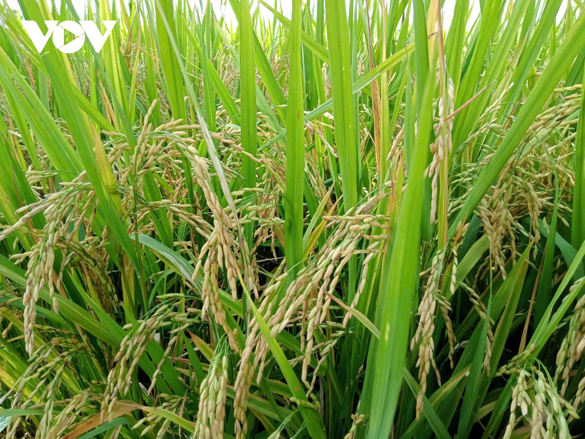nông nghiệp minh bạch phải rõ từ việc sử dụng phân bón hình ảnh 6 nong nghiep minh bach phai ro tu viec su dung phan bon hinh anh 6