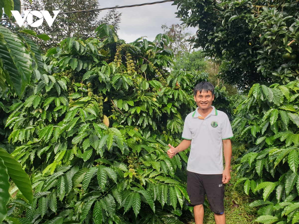 nông nghiệp tây nguyên tiên phong kiến tạo hình ảnh 2 nong nghiep tay nguyen tien phong kien tao hinh anh 2