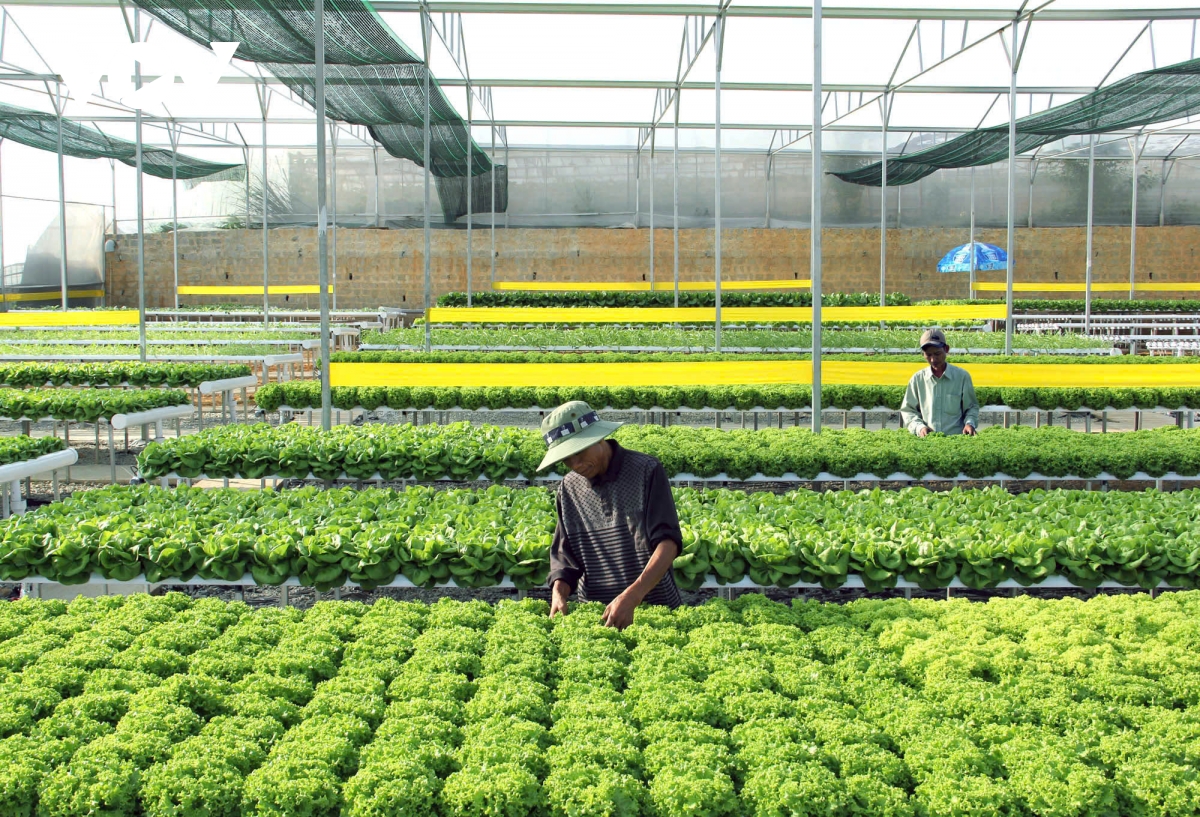nông nghiệp tây nguyên tiên phong kiến tạo hình ảnh 6 nong nghiep tay nguyen tien phong kien tao hinh anh 6