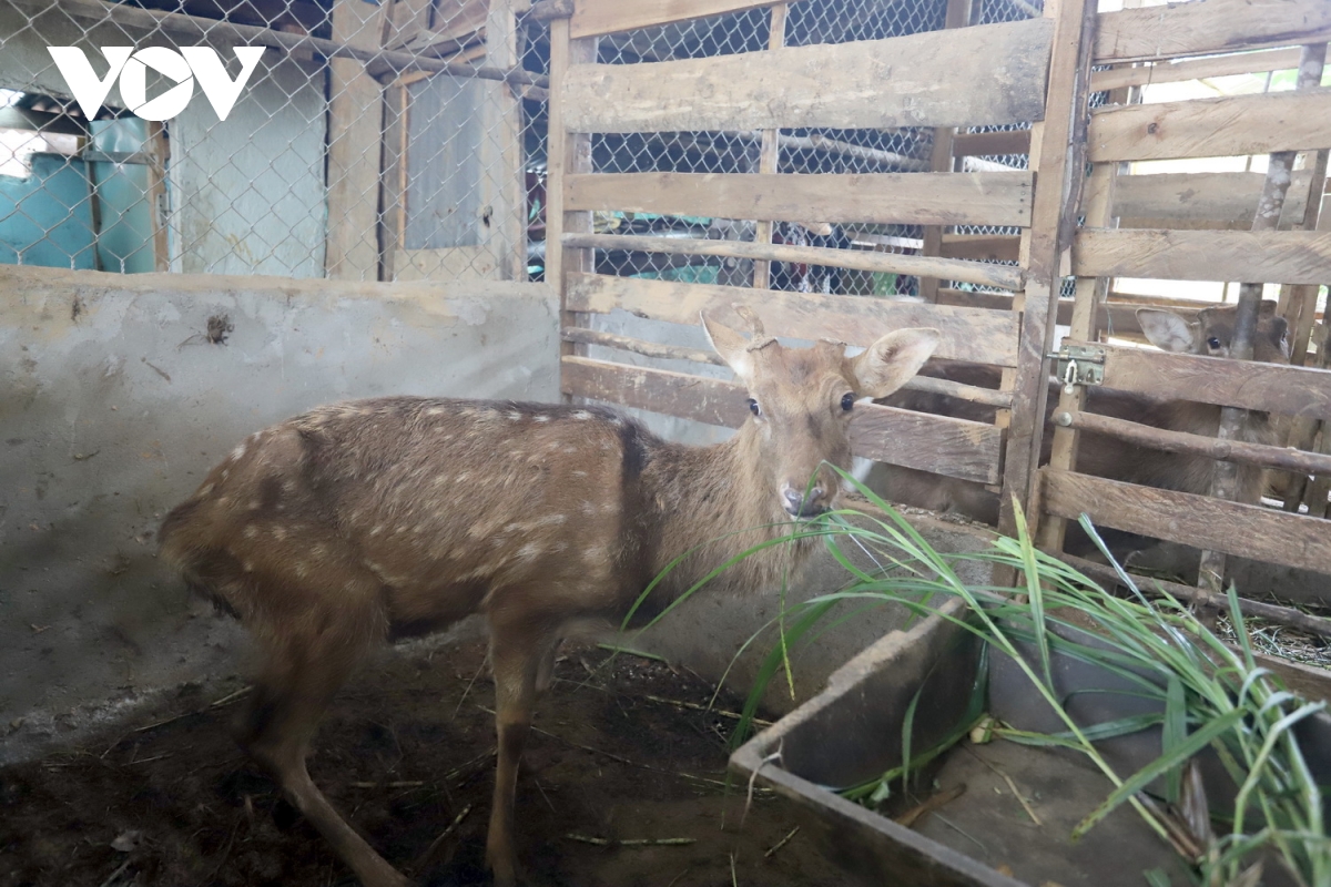 nuôi hươu sao lấy nhung, hướng thoát nghèo mới tại miền núi quảng nam hình ảnh 2 nuoi huou sao lay nhung, huong thoat ngheo moi tai mien nui quang nam hinh anh 2