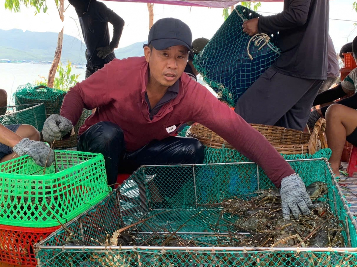thủ phủ tôm hùm phú yên đối mặt với nỗi lo mưa bão hình ảnh 4 thu phu tom hum phu yen doi mat voi noi lo mua bao hinh anh 4