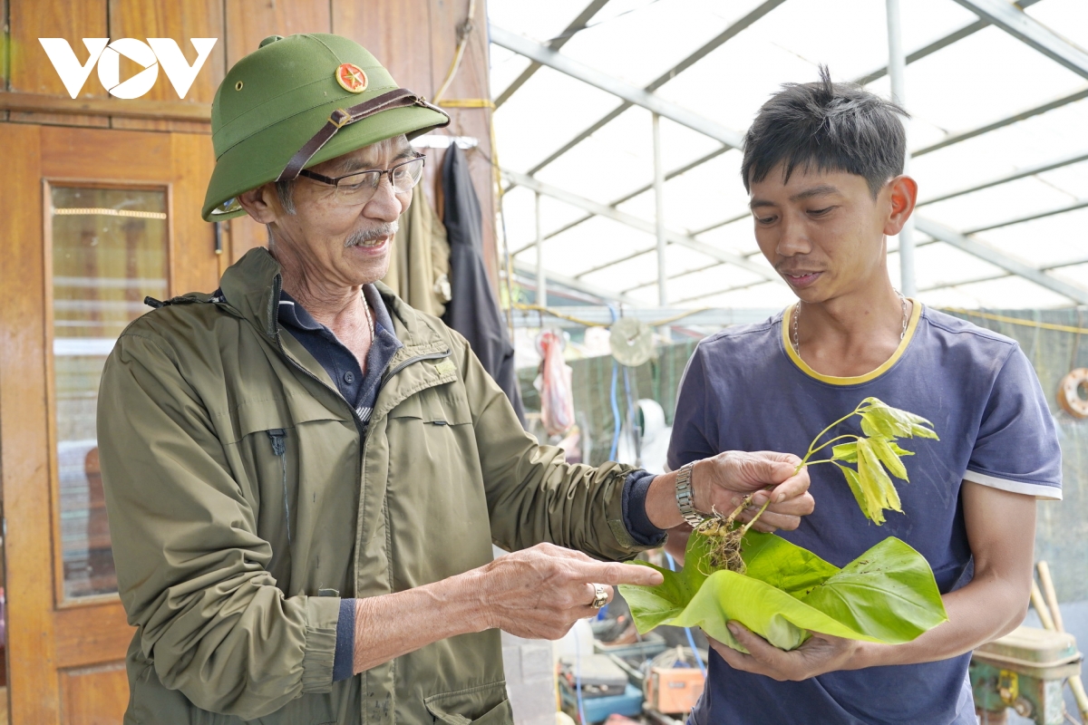 từ cây thuốc giấu thành cây tỷ phú hình ảnh 9 tu cay thuoc giau thanh cay ty phu hinh anh 9
