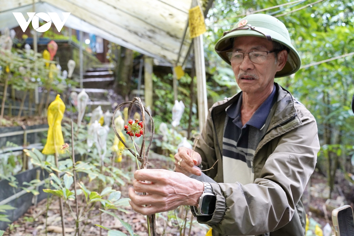 Đưa sâm việt nam ra thế giới hình ảnh 1 Dua sam viet nam ra the gioi hinh anh 1