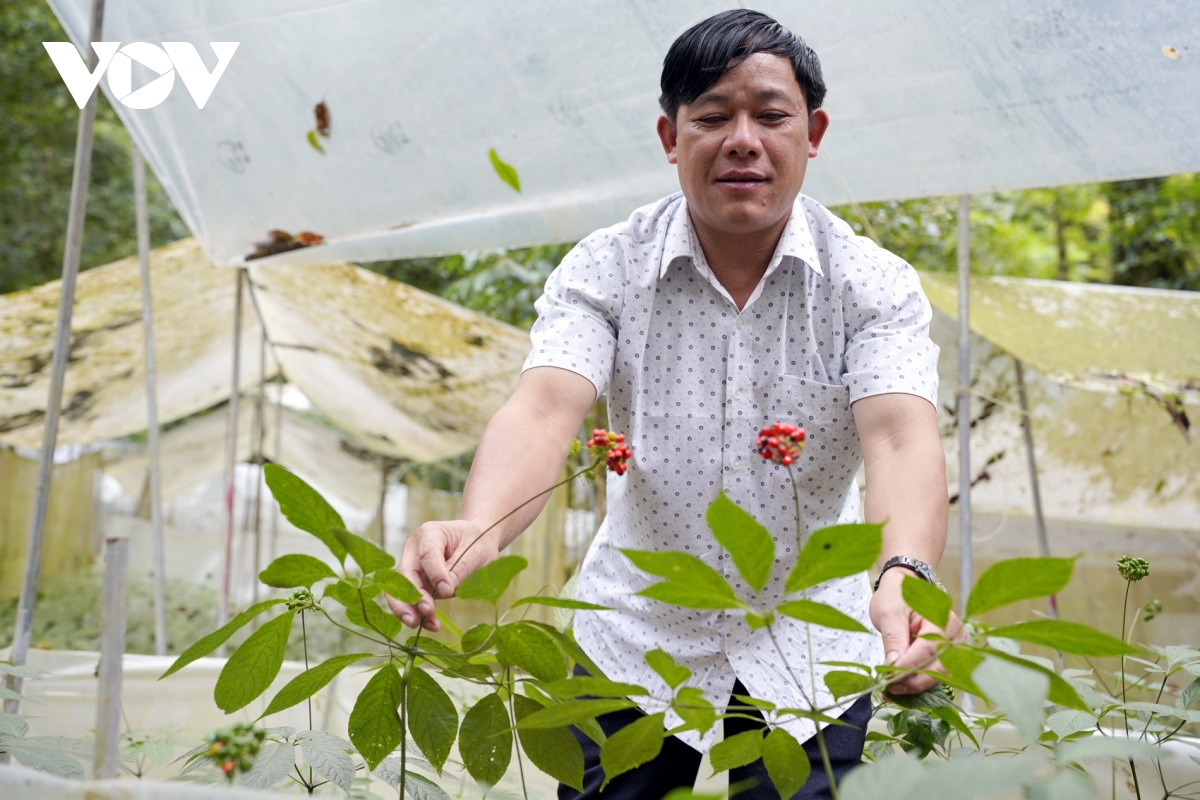 từ cây thuốc giấu thành cây tỷ phú hình ảnh 4 tu cay thuoc giau thanh cay ty phu hinh anh 4