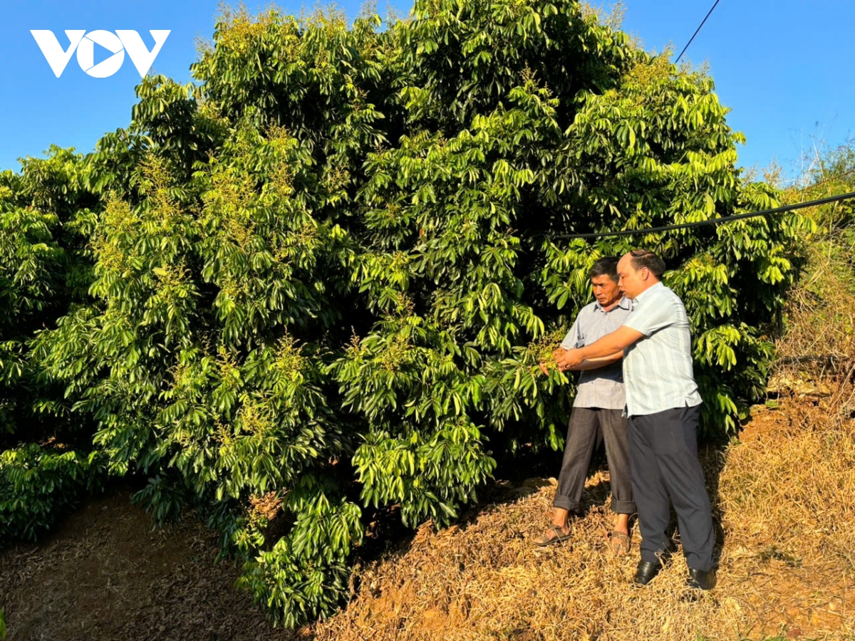 sông mã xoá nghèo từ trồng cây ăn quả hình ảnh 4 song ma xoa ngheo tu trong cay an qua hinh anh 4