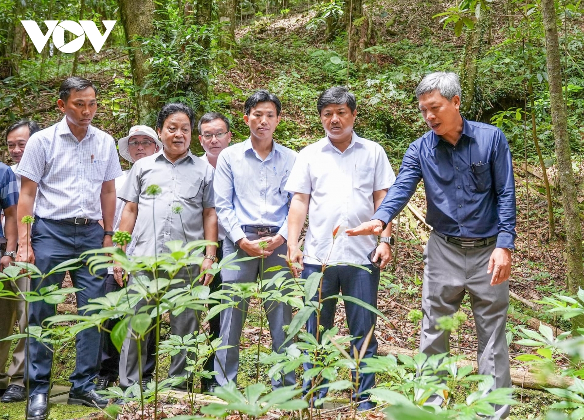 từ cây thuốc giấu thành cây tỷ phú hình ảnh 7 tu cay thuoc giau thanh cay ty phu hinh anh 7
