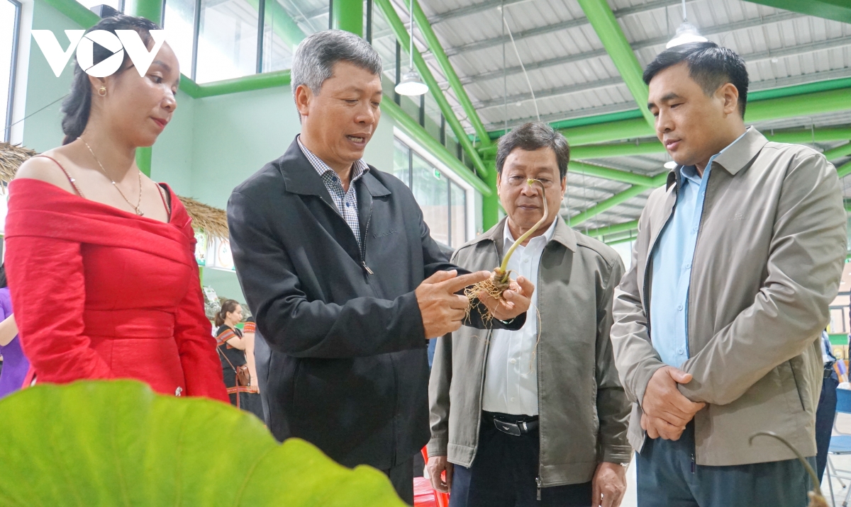 hiện thực hóa sâm ngọc linh thành thương hiệu sâm việt nam hình ảnh 4 hien thuc hoa sam ngoc linh thanh thuong hieu sam viet nam hinh anh 4