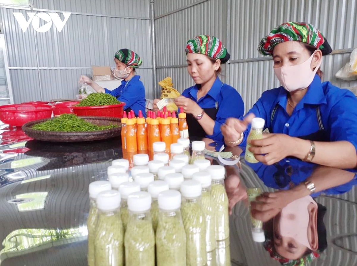 Đồng bào cơ tu ở miền núi quảng nam thoát nghèo nhờ cây ớt ariêu hình ảnh 2 Dong bao co tu o mien nui quang nam thoat ngheo nho cay ot arieu hinh anh 2