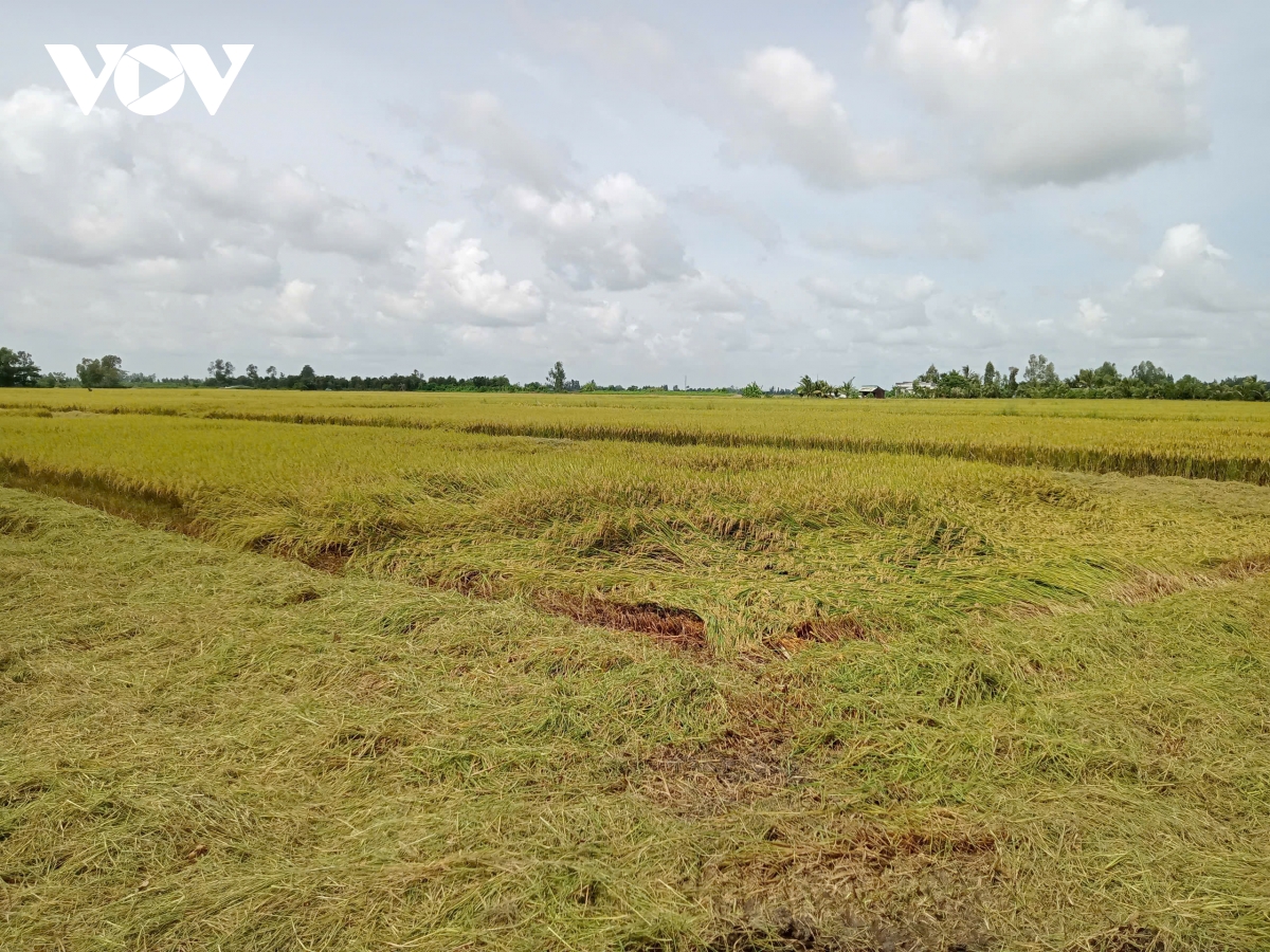 nông nghiệp minh bạch phải rõ từ việc sử dụng phân bón hình ảnh 2 nong nghiep minh bach phai ro tu viec su dung phan bon hinh anh 2