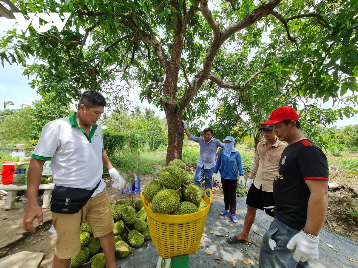 sau rieng hau giang vu nghich co gia cao gap doi so voi vu thuan hinh anh 1