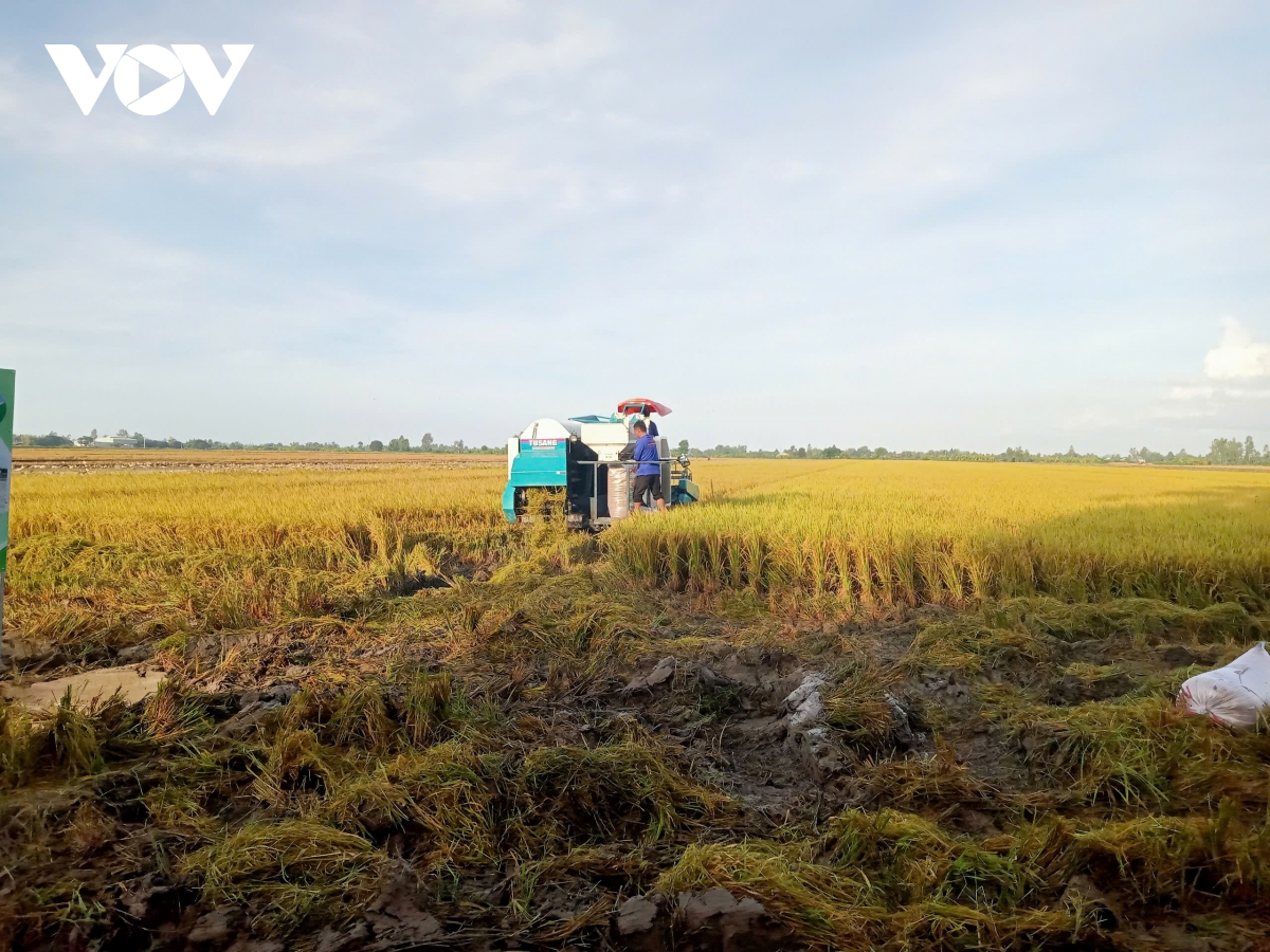chạy theo sản lượng vựa lúa miền tây đối mặt suy thoái đất hình ảnh 6 chay theo san luong vua lua mien tay doi mat suy thoai dat hinh anh 6