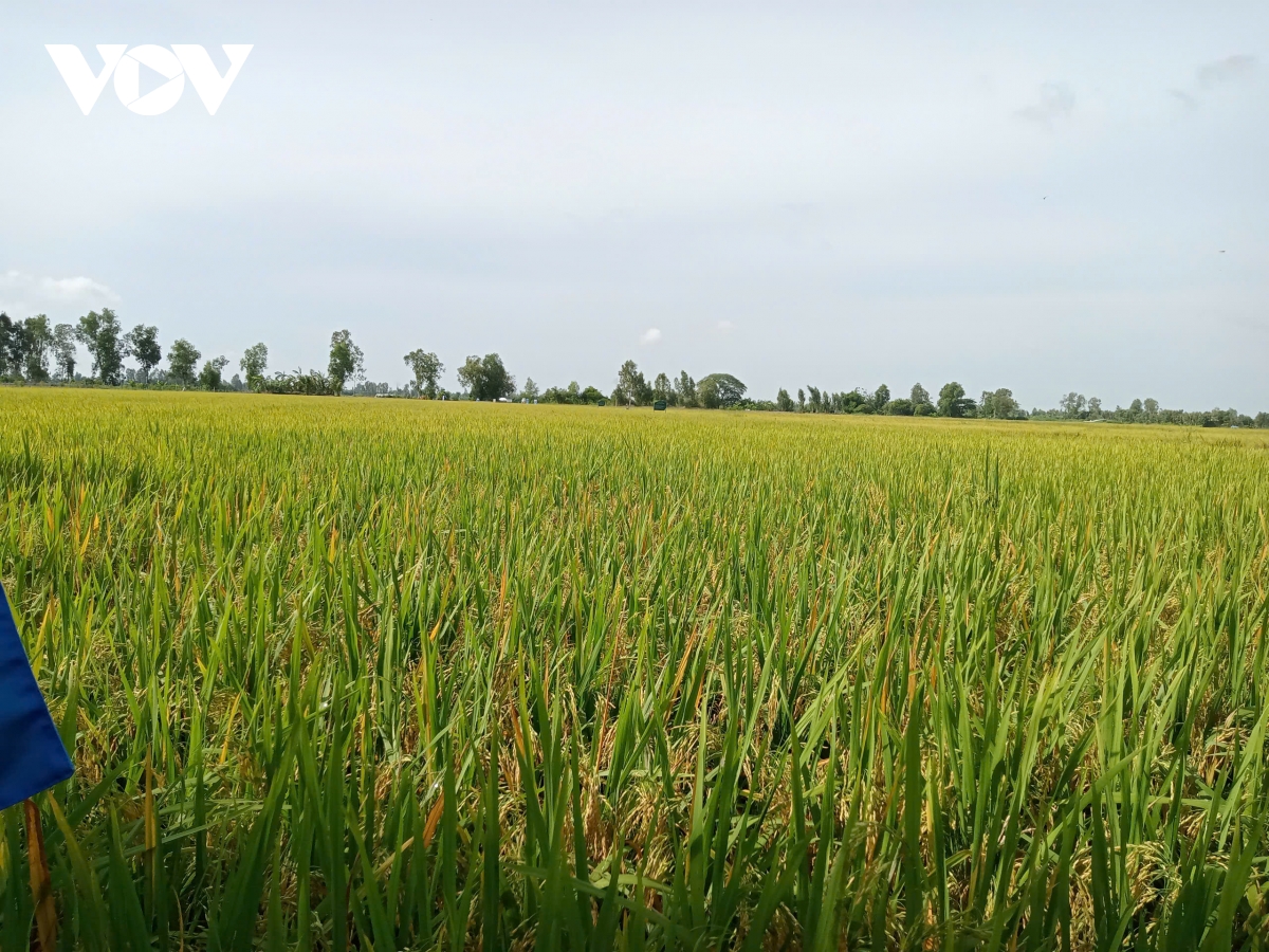chạy theo sản lượng vựa lúa miền tây đối mặt suy thoái đất hình ảnh 3 chay theo san luong vua lua mien tay doi mat suy thoai dat hinh anh 3