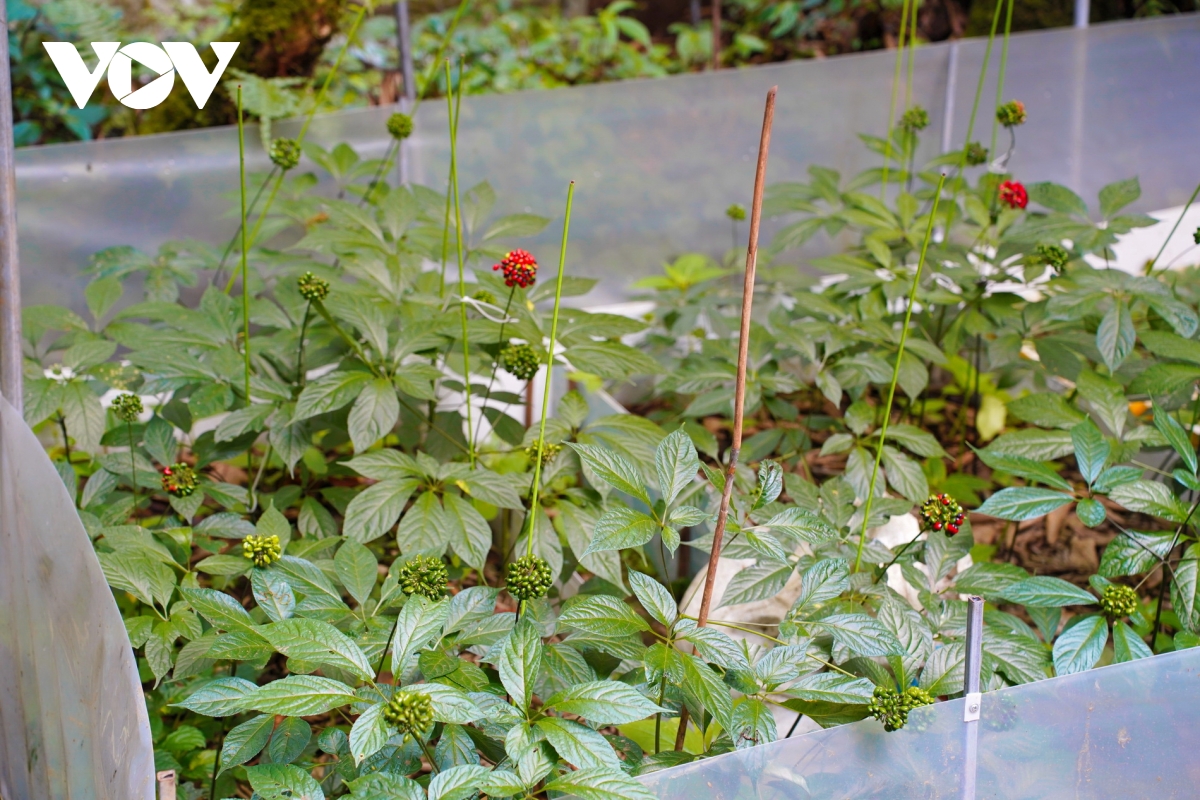 tỉnh ủy quảng nam ban hành nghị quyết về phát triển sâm ngọc linh hình ảnh 2 tinh uy quang nam ban hanh nghi quyet ve phat trien sam ngoc linh hinh anh 2