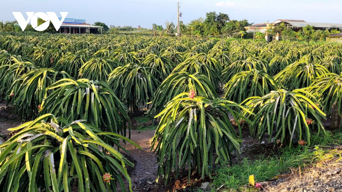 Tiền Giang cần cải tạo vườn cây thanh long đang “xuống cấp”