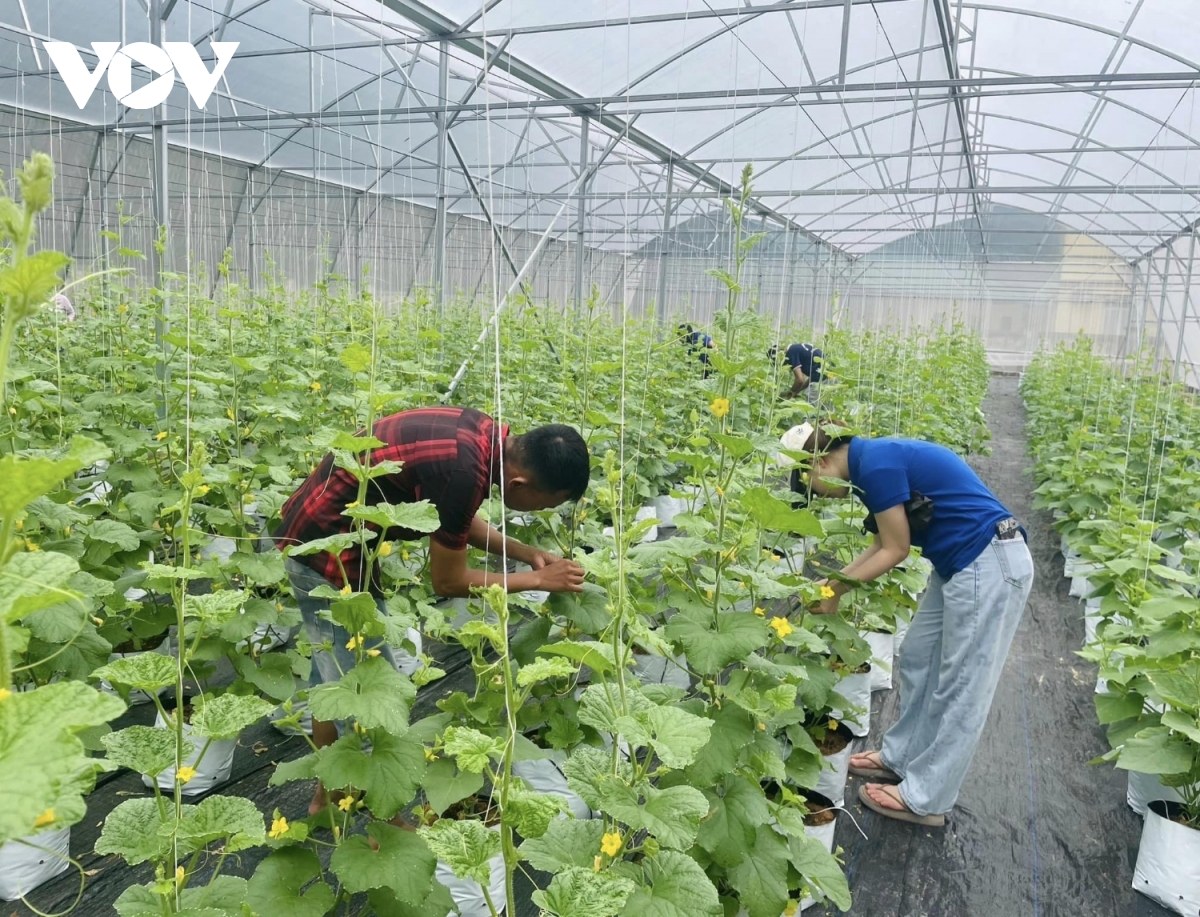 trồng tre lục trúc giúp giảm thiệt hại kinh tế do tác động của biến đổi khí hậu hình ảnh 3 trong tre luc truc giup giam thiet hai kinh te do tac dong cua bien doi khi hau hinh anh 3