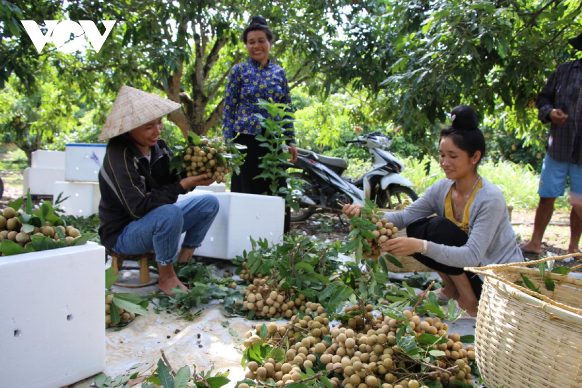 sông mã xoá nghèo từ trồng cây ăn quả hình ảnh 1 song ma xoa ngheo tu trong cay an qua hinh anh 1