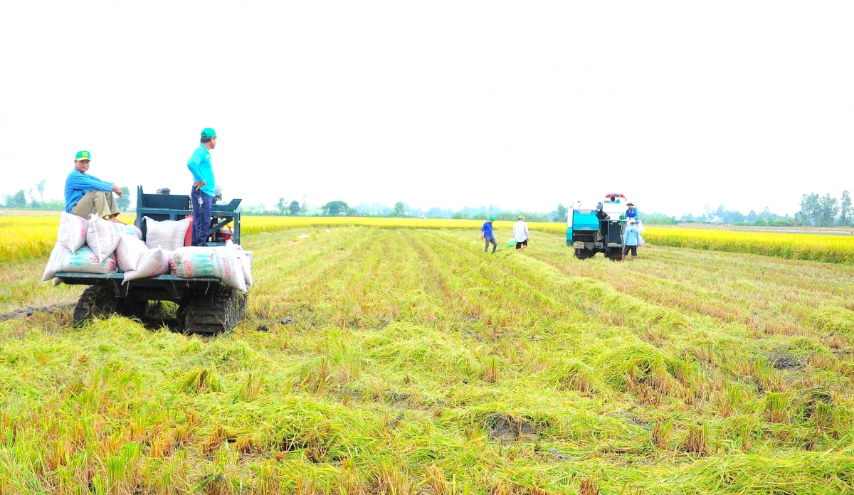 nguồn nhân lực chất lượng cao khiêm tốn khiến Đbscl chậm phát triển bền vững hình ảnh 5 nguon nhan luc chat luong cao khiem ton khien Dbscl cham phat trien ben vung hinh anh 5