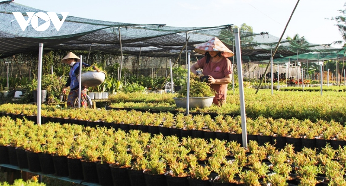 ruc ro sac xuan o lang hoa sa Dec - thu phu hoa lon nhat mien tay hinh anh 9