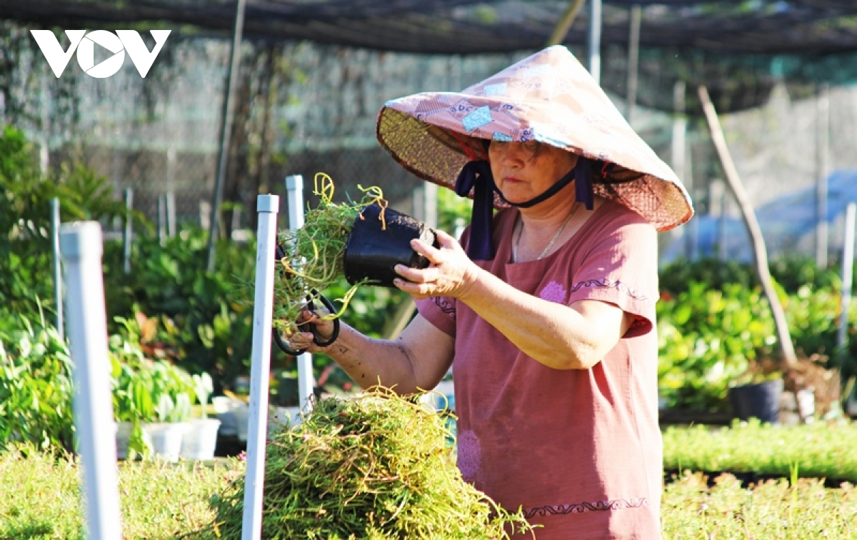 ruc ro sac xuan o lang hoa sa Dec - thu phu hoa lon nhat mien tay hinh anh 10