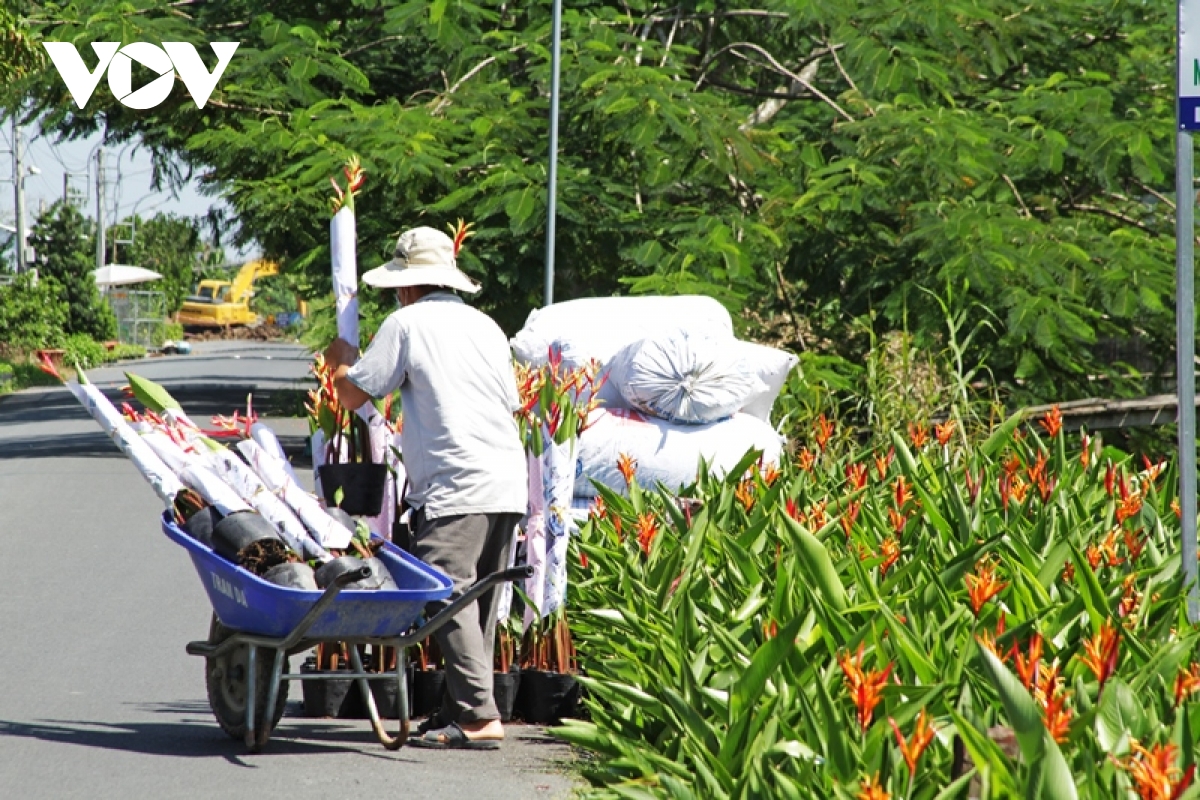 ruc ro sac xuan o lang hoa sa Dec - thu phu hoa lon nhat mien tay hinh anh 11