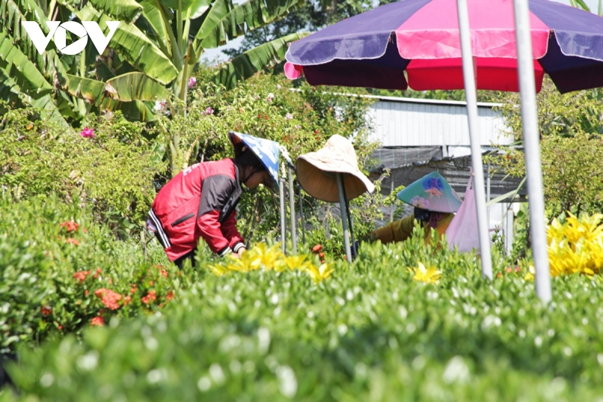 ruc ro sac xuan o lang hoa sa Dec - thu phu hoa lon nhat mien tay hinh anh 12